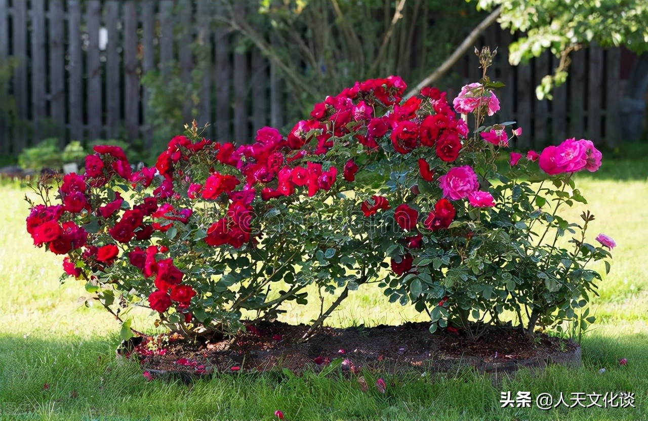 爱的古诗三首,含有爱的诗句古诗大全