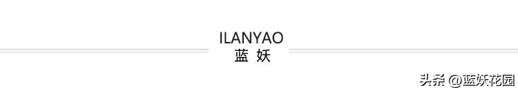 龙沙宝石花苞打不开就掉怎么回事,粉色龙沙宝石不开花怎么回事
