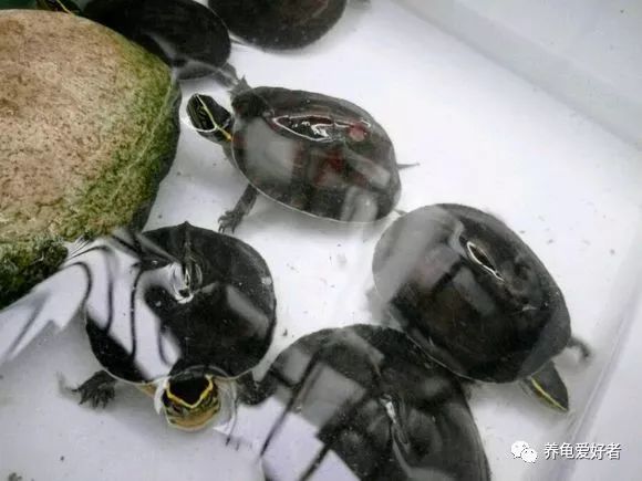 龟冬眠多久能吃食,水龟冬眠醒来什么时候喂食