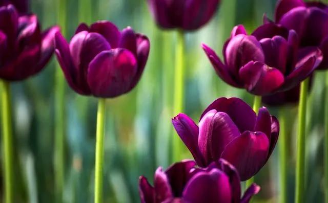 漂亮的郁金香随手一拍都是美景,春天的郁金香花海美得不可方物