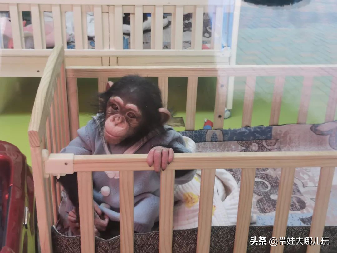 一天玩遍北京野生动物园,包场去鸟巢