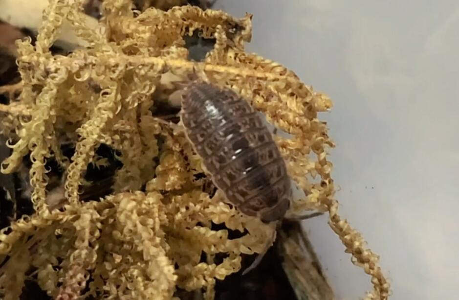 花盆中千足虫和蚂蚁怎么处理,花盆里土里的千足虫子怎么消灭