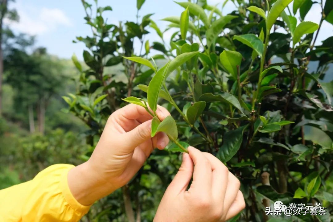 西双版纳普洱茶区,探秘普洱茶的天堂西双版纳