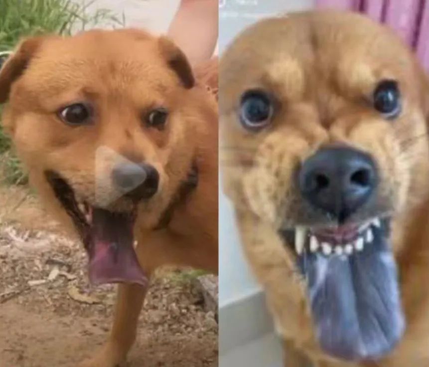 六百万网红想洗白反被封，他哭了狗笑了？网友：他活该