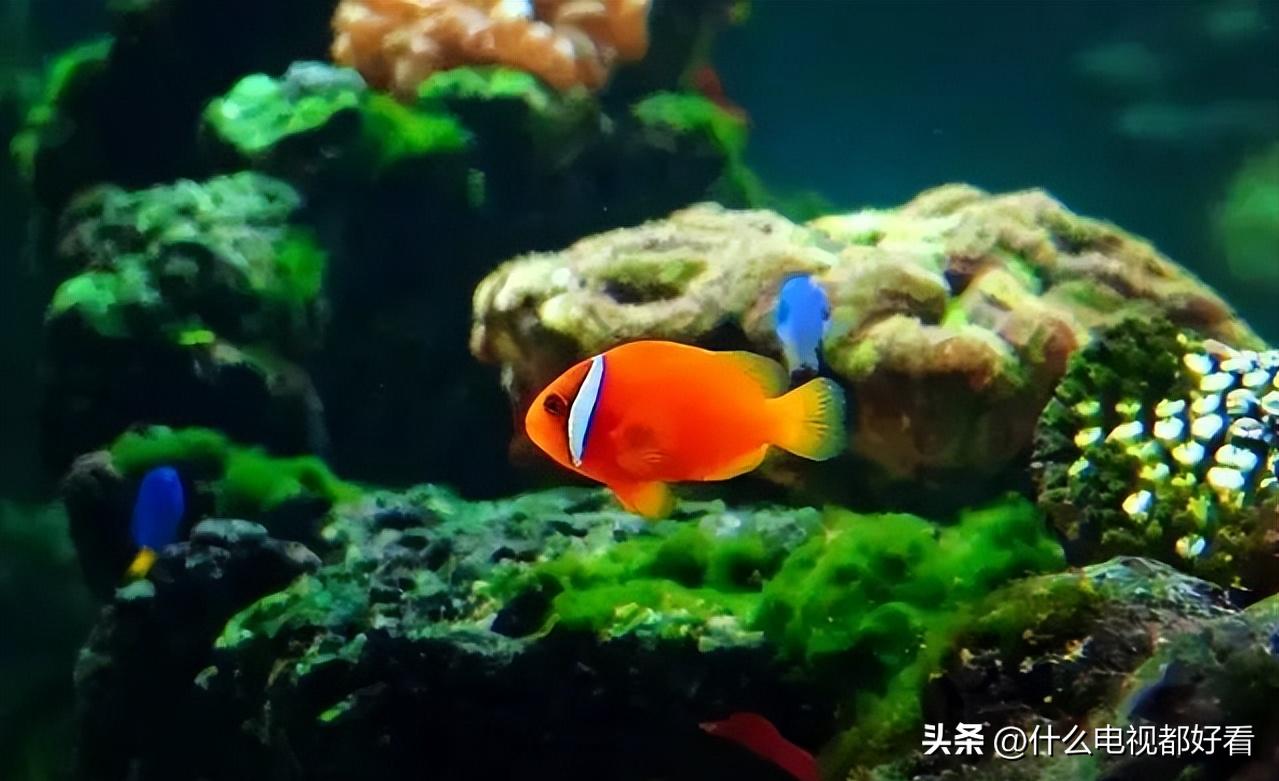 观赏鱼冬天怎么养能活,冬天鱼在鱼缸怎么办