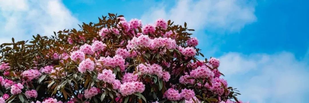 重庆区县怎么玩最合理,重庆各个区县好玩预览图