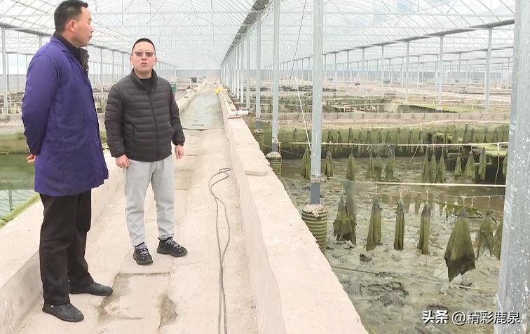 山海湖生态甲鱼养殖基地,河北石家庄甲鱼养殖