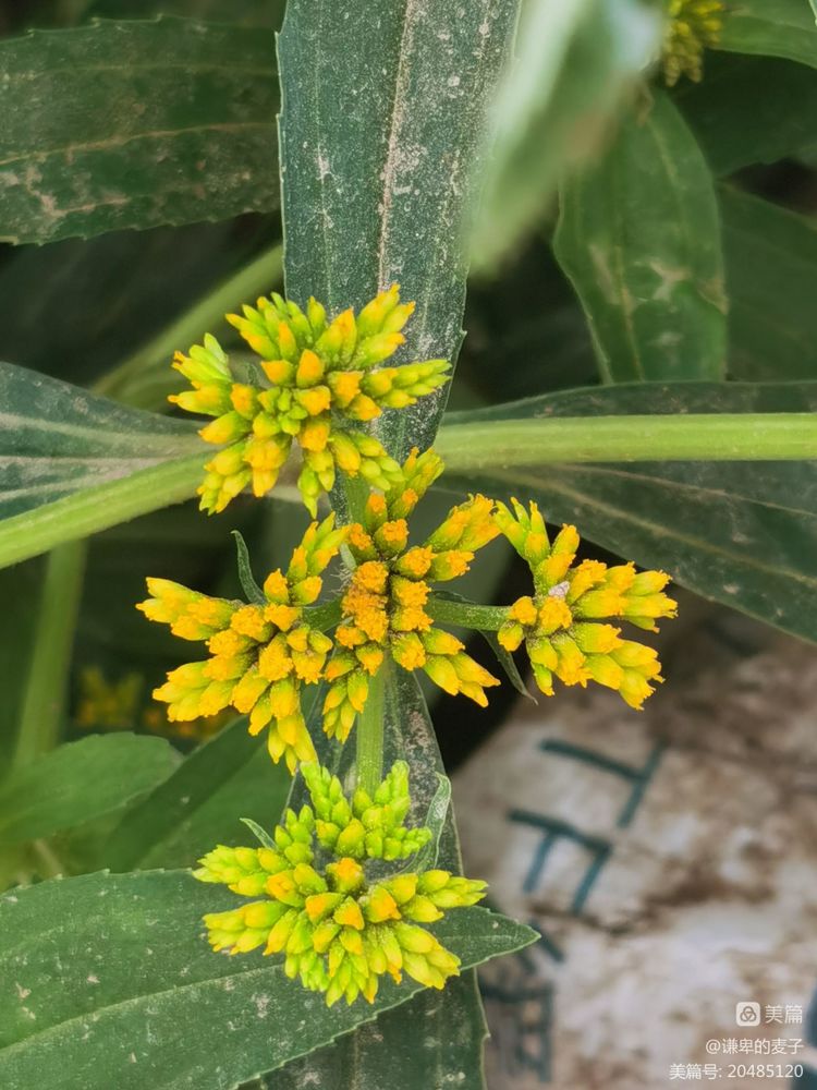 乡土植物种植资源,非根茎类植物有哪些