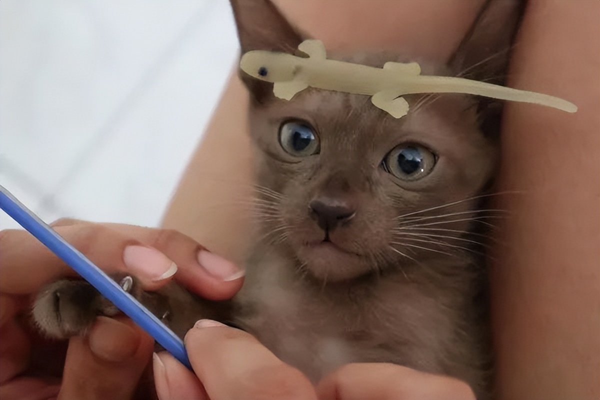 为什么给猫咪剪指甲会咬人,给猫咪剪指甲时凶人