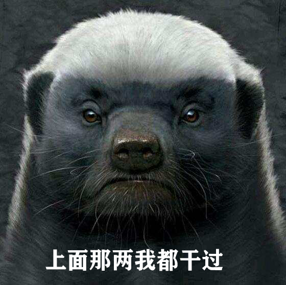 非洲“平头哥”蜜獾有多强？我来告诉你