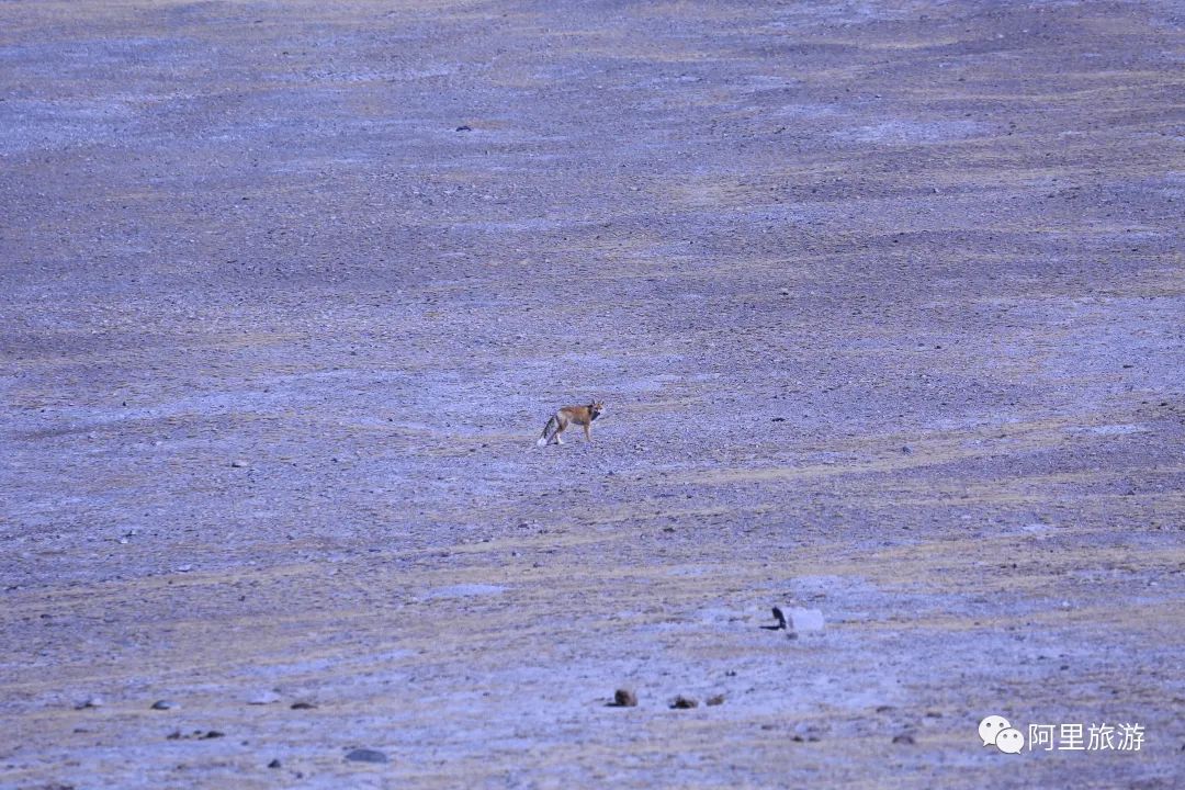 你永远可以相信迪丽热巴,你永远可以相信彝语的魅力