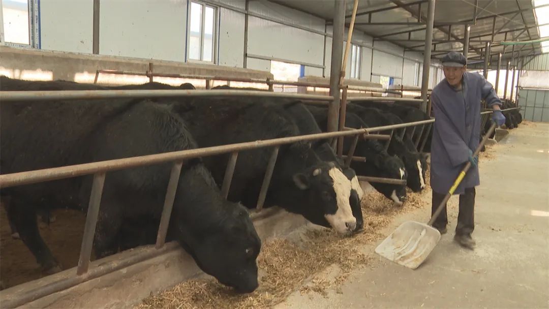 农村退伍党员养土鸡创业事迹,退伍军人致富带头人事迹