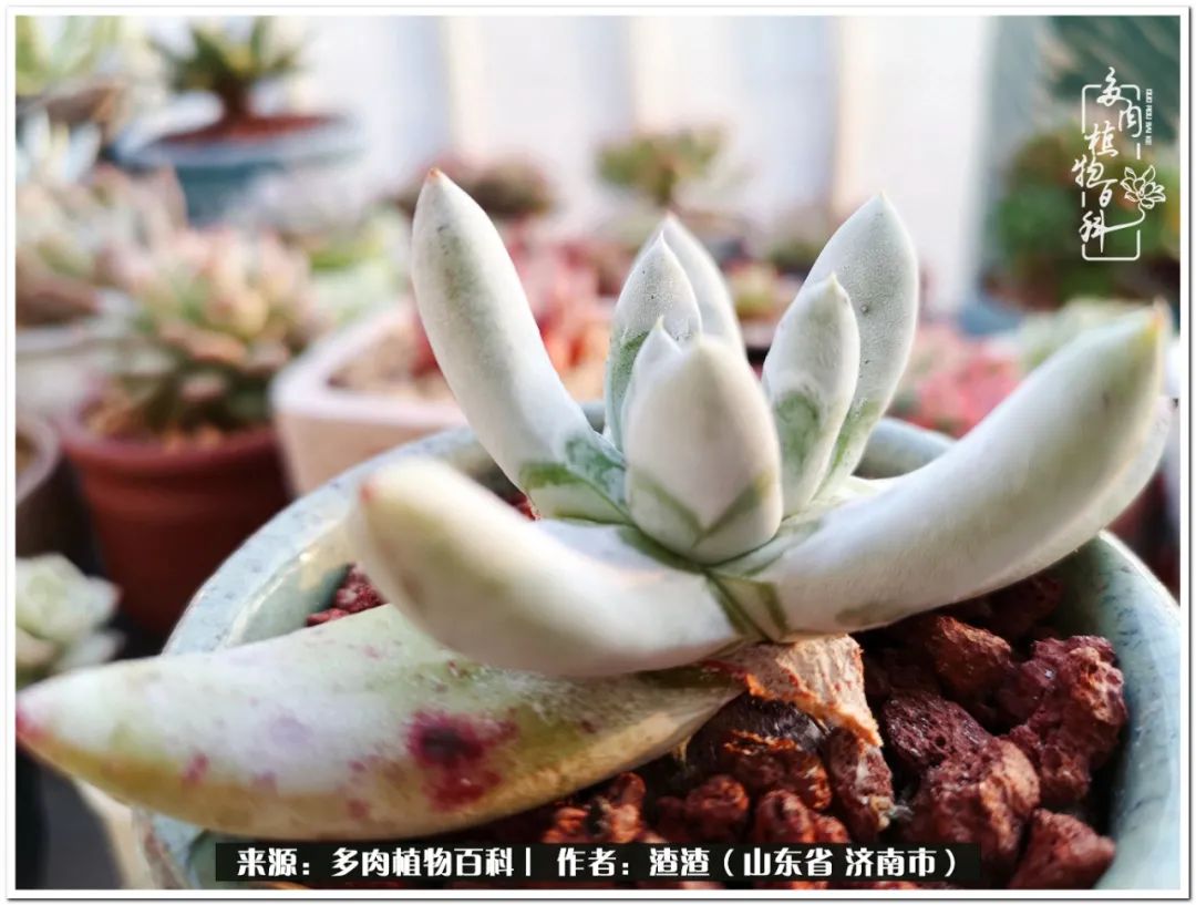 一个并不优秀的90后,何以解忧唯有多肉下一句