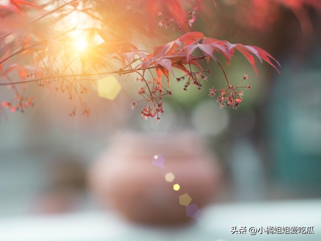 万紫千红总是春原唱,万紫千红总是春上句