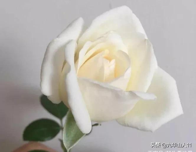 大花浓香勤花的月季品种,大花月季品种介绍大全图片及价格