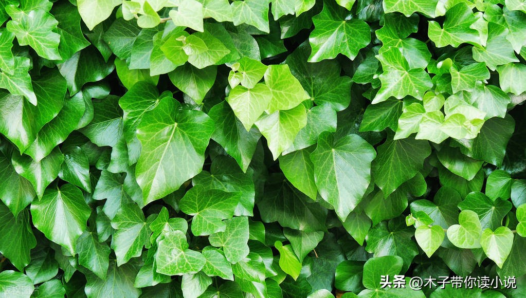 欧亨利最后一片常春藤叶,欧亨利的最后一片常春藤叶梗概