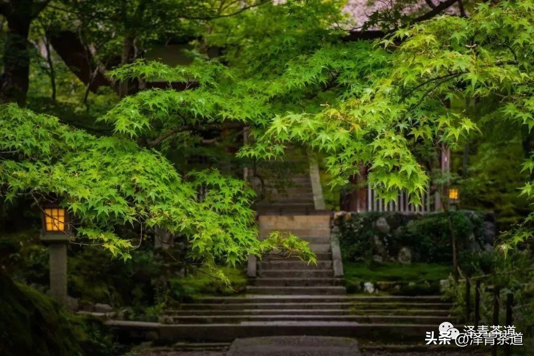 “自古名寺出名茶”，什么样的茶才能称为禅茶呢？