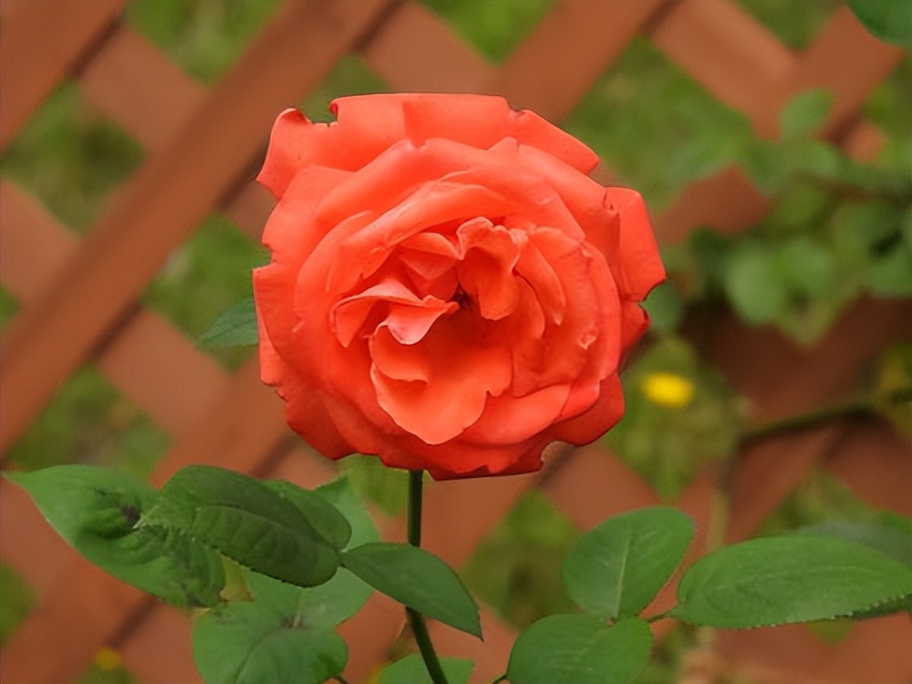 高情商女人怎样说话让男人爱上你,女人如何高情商聊天让男人上瘾