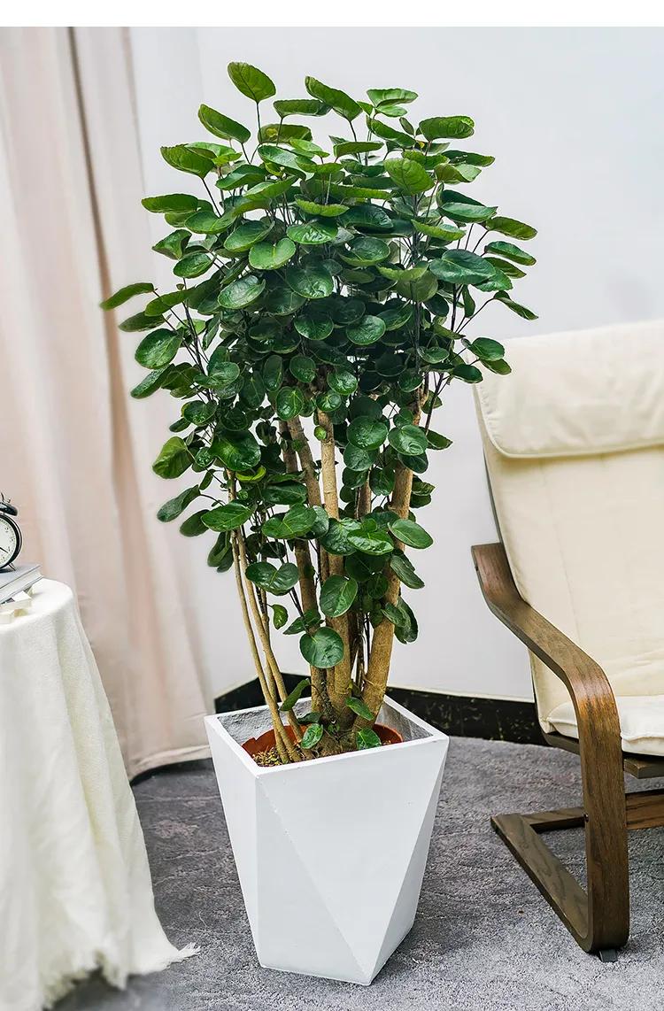 客厅绿植既好看又好养的10种植物,十大最好养的客厅大绿植