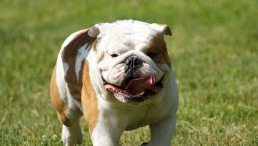 狗狗中暑怎么急救处理,狗狗中暑怎么自救