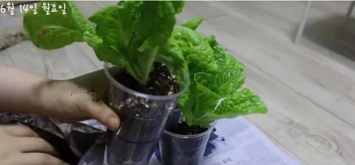 韩国的生活费一年多少钱,韩国一天最低开销