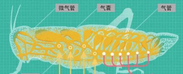 家里小强很多怎么彻底消灭,家里有小强怎么消灭蟑螂