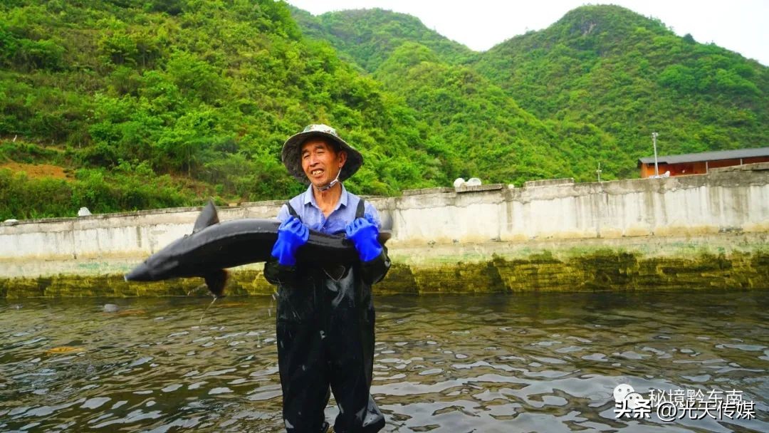 黄平县上塘镇：鲟鱼“游出”小山村冷水养殖富村民