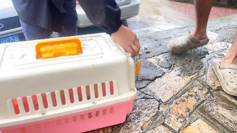 十余年的陪伴，却在台风天里被抛弃，狗狗在求助人怀里无助哀求着