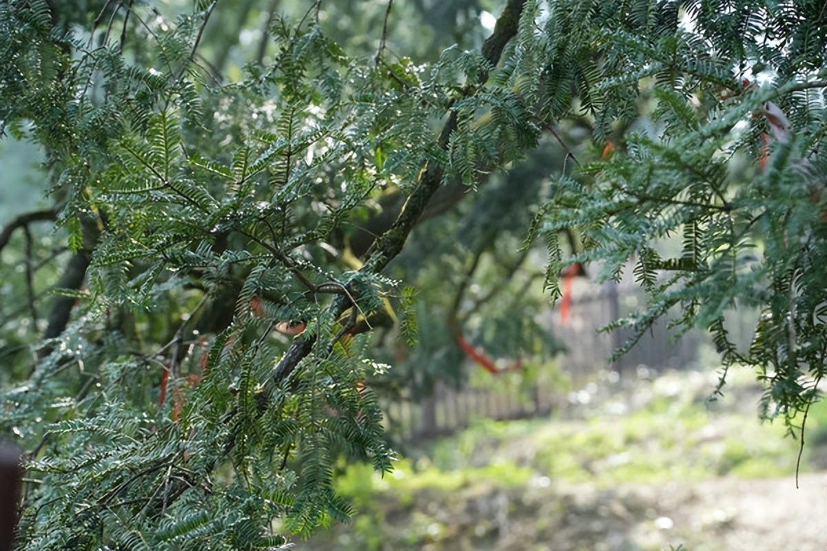 老街旧巷人间烟火,老城的人间烟火气