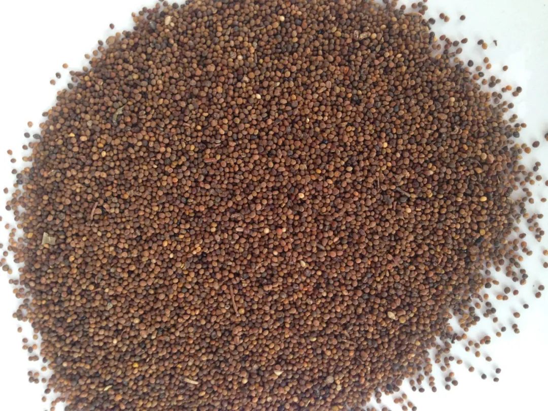 固肾益髓的中药,补肾阳又固肾的中药材