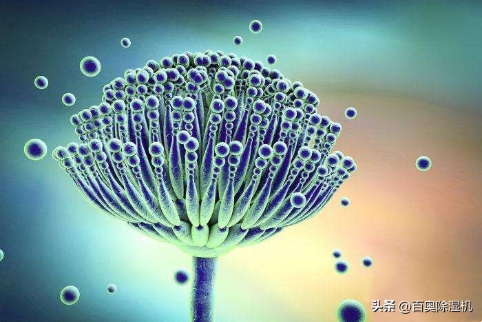 房间有霉味但找不到哪里发霉,房间有股臭味但找不到源头