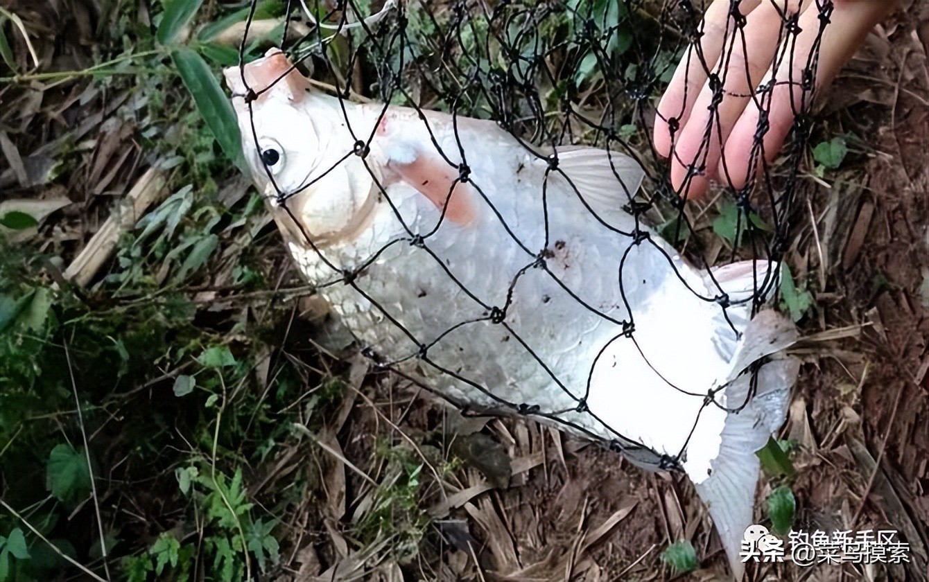 红虫皮筋颗粒怎么挂,红虫皮筋颗粒适合野钓吗