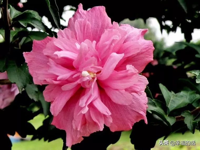 英国国花世界各国的国花,各种国家的国花大全