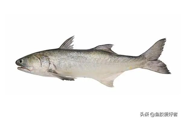 斗湖鱼胶和黄花胶哪个更好,斗湖鱼胶适合收藏吗