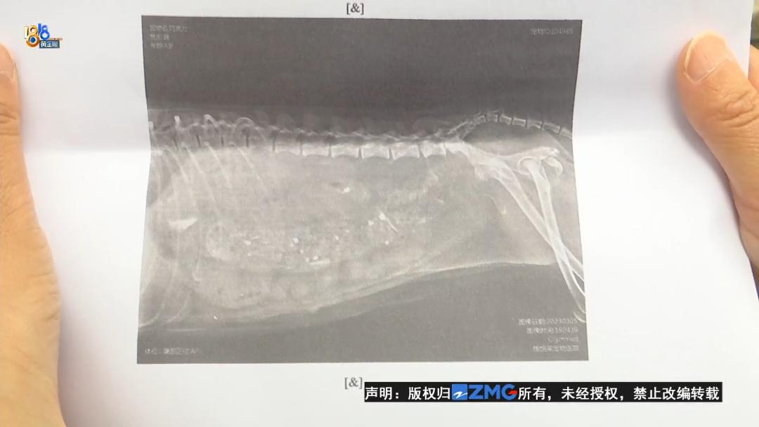 泰迪犬一旦出现这几个行为,泰迪犬能维持一个月吗