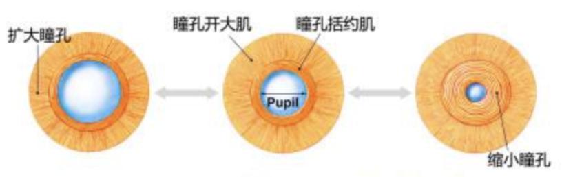 新型眼药水能治好老花眼,治疗老花的眼药水是真的吗