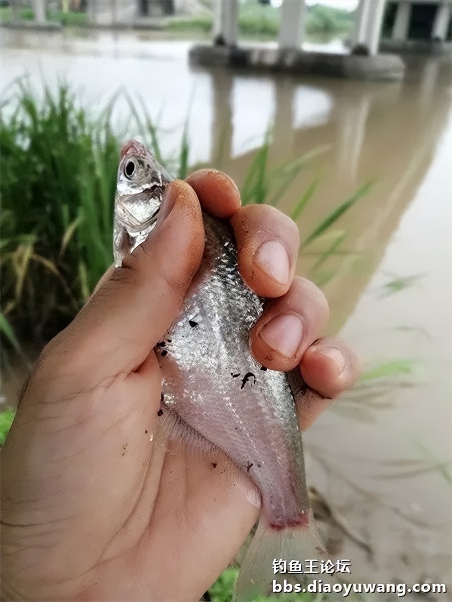 崇明北横引河水深,北横引河能钓鱼吗