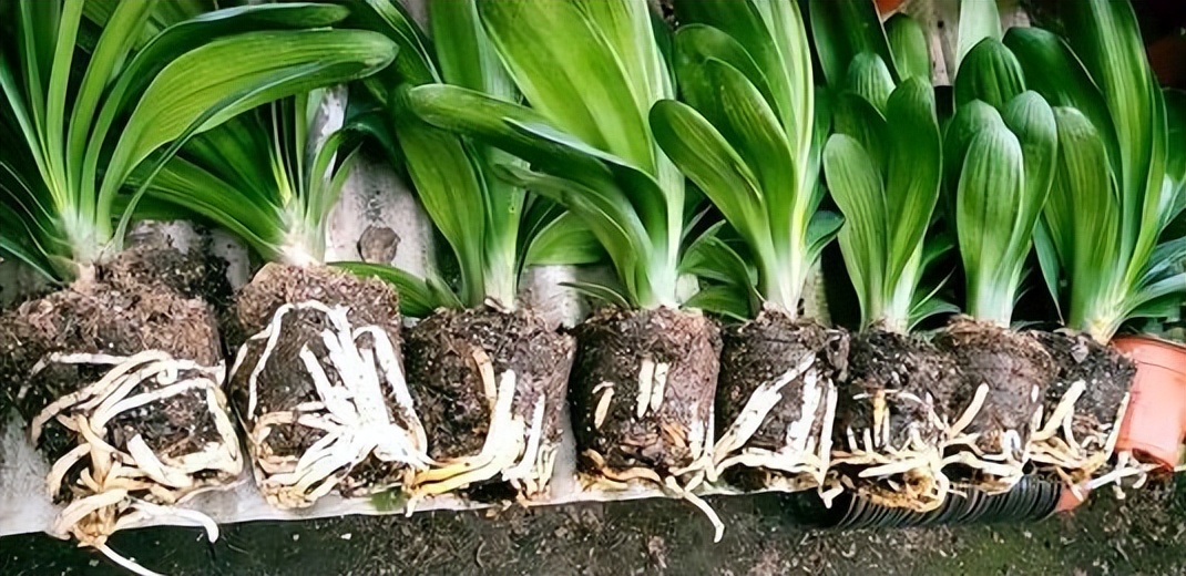 君子兰怎么摆放叶子不会长歪视频,君子兰在东阳台和南阳台正确摆放