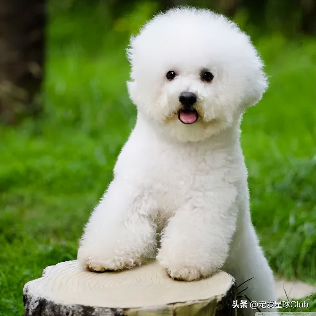 比熊犬语言大全,比熊犬照片棉花糖