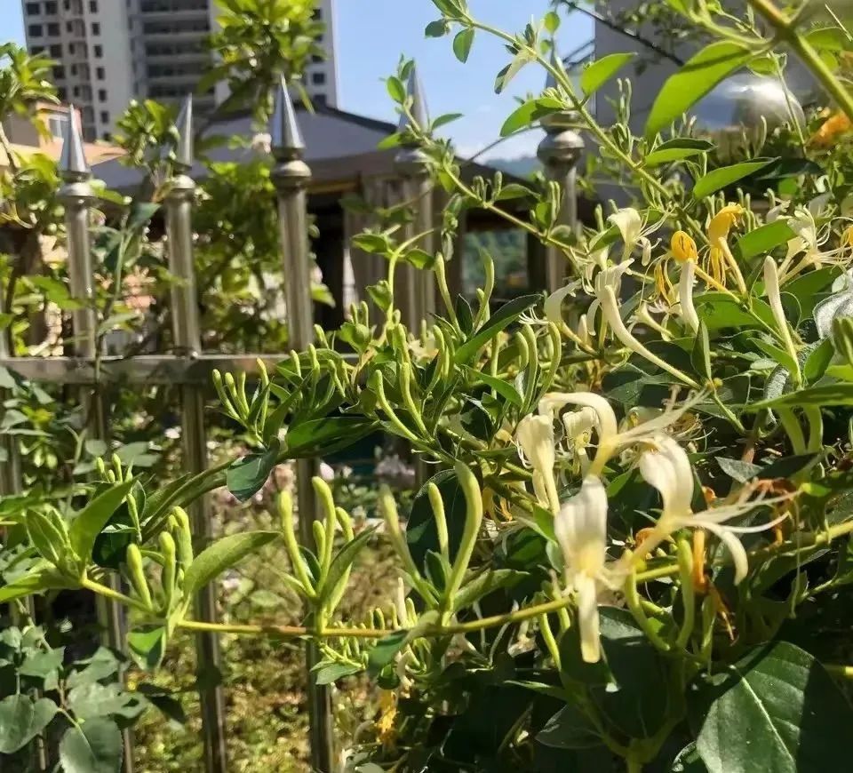 什么花好养又杀菌生根,什么花最香最好养又耐阴