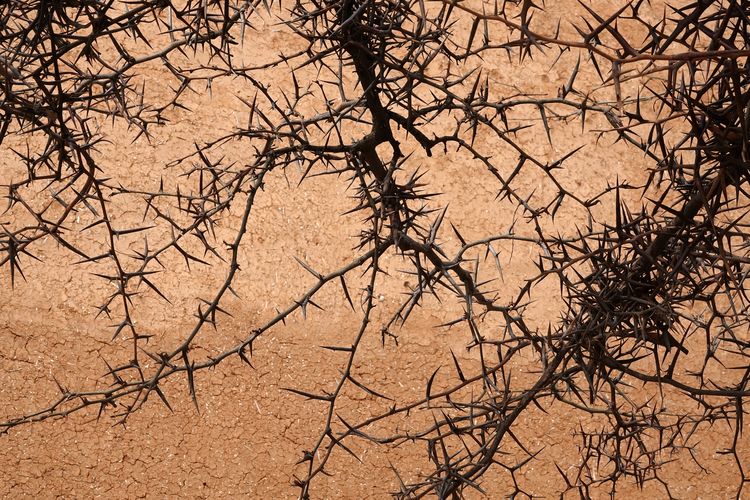 白鹿原影视城作品,白鹿原影视城原创