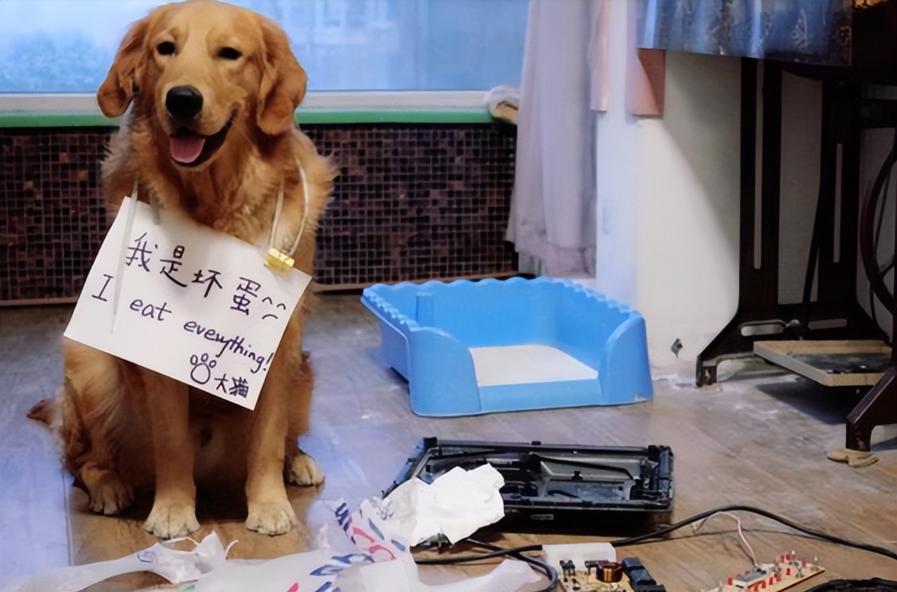 你家狗狗是否很瘦,狗狗运动量不够是不是便便就稀