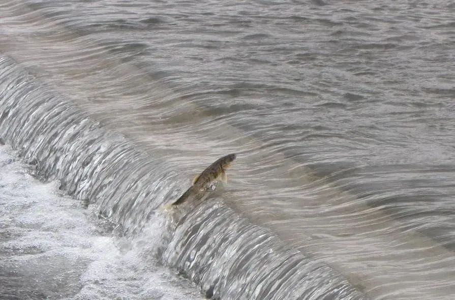 【每日黄诗】那些值得尊敬的白肚皮朝上的鱼！（《拦河坝前》）