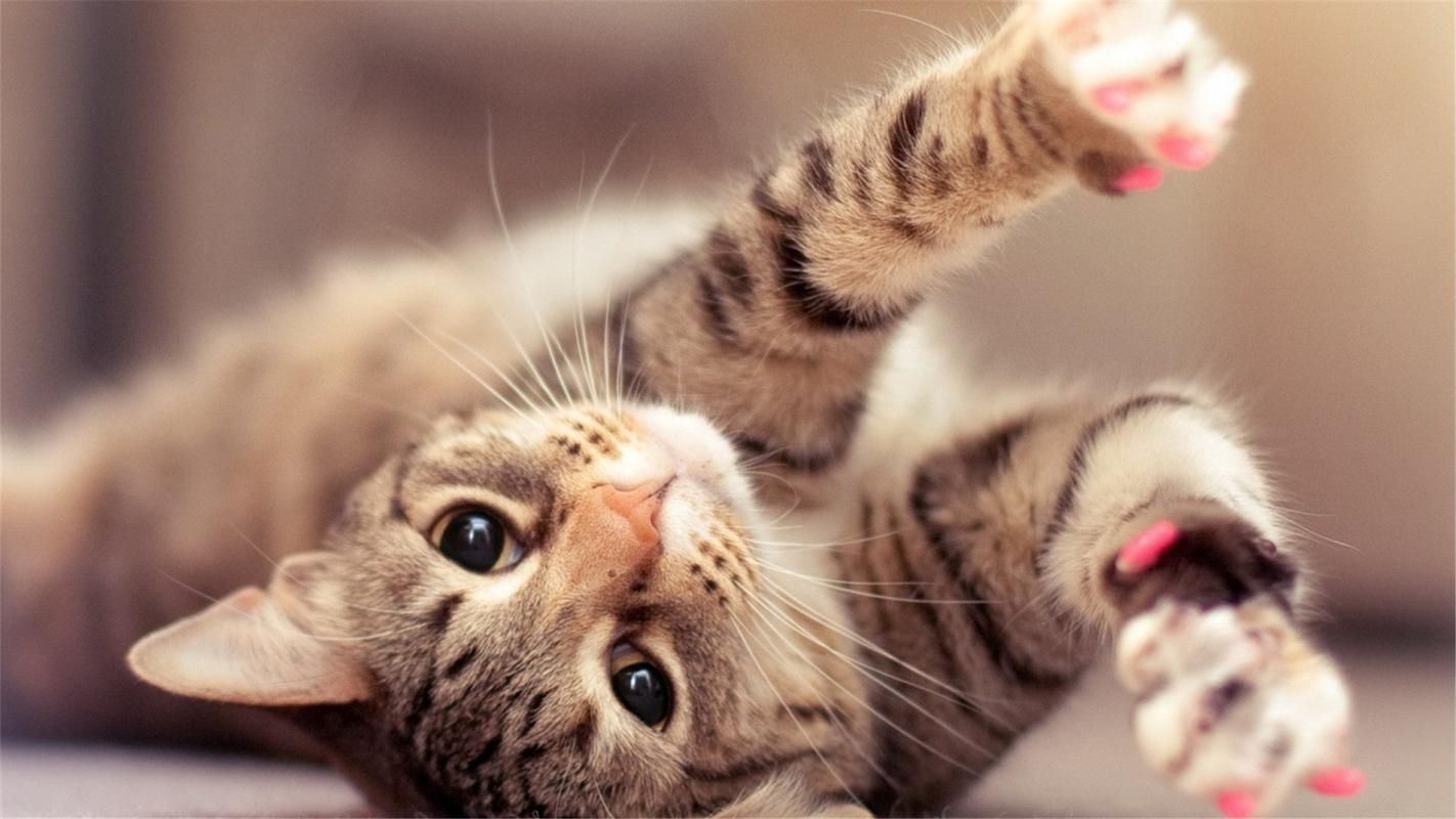 养猫常识100条,养猫必知的十条冷知识大全