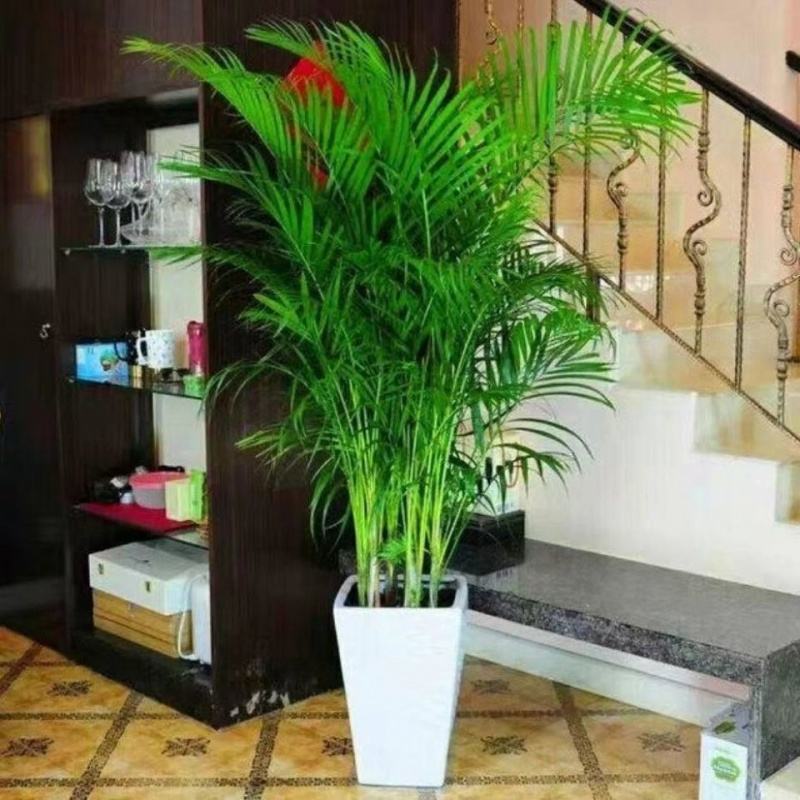 喜阴最好养的10种花,杜鹃花喜阴还是喜散光