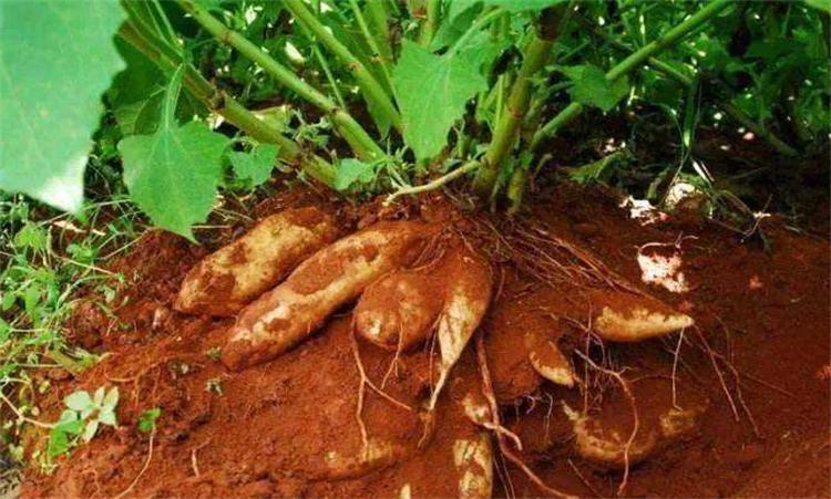 雪莲果怎么种才能长得快,雪莲果怎么种才能长得好