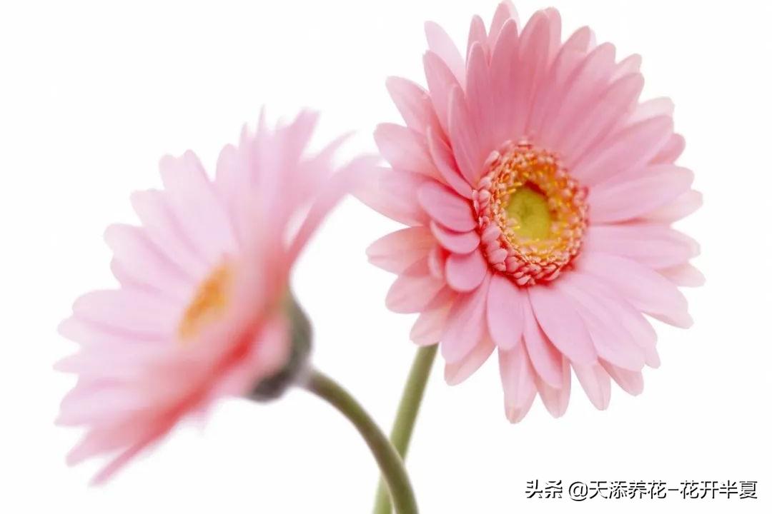 扶郎花的花语和寓意150字简介,扶郎花的花语和寓意