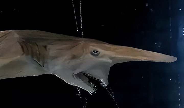 剑吻鲨和哥布林鲨是同类吗,剑吻鲨和深海霸主