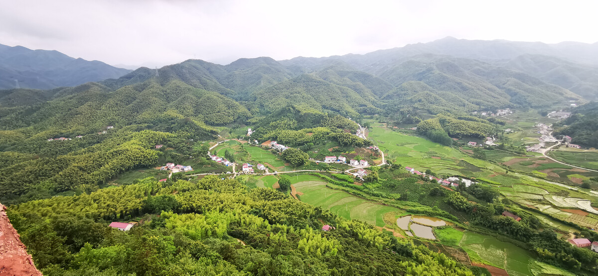新鲜石斛大概多少一斤,野生石斛多少一克
