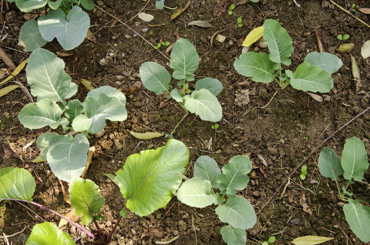大棚西兰花种植,西兰花种植管理与病虫害防治